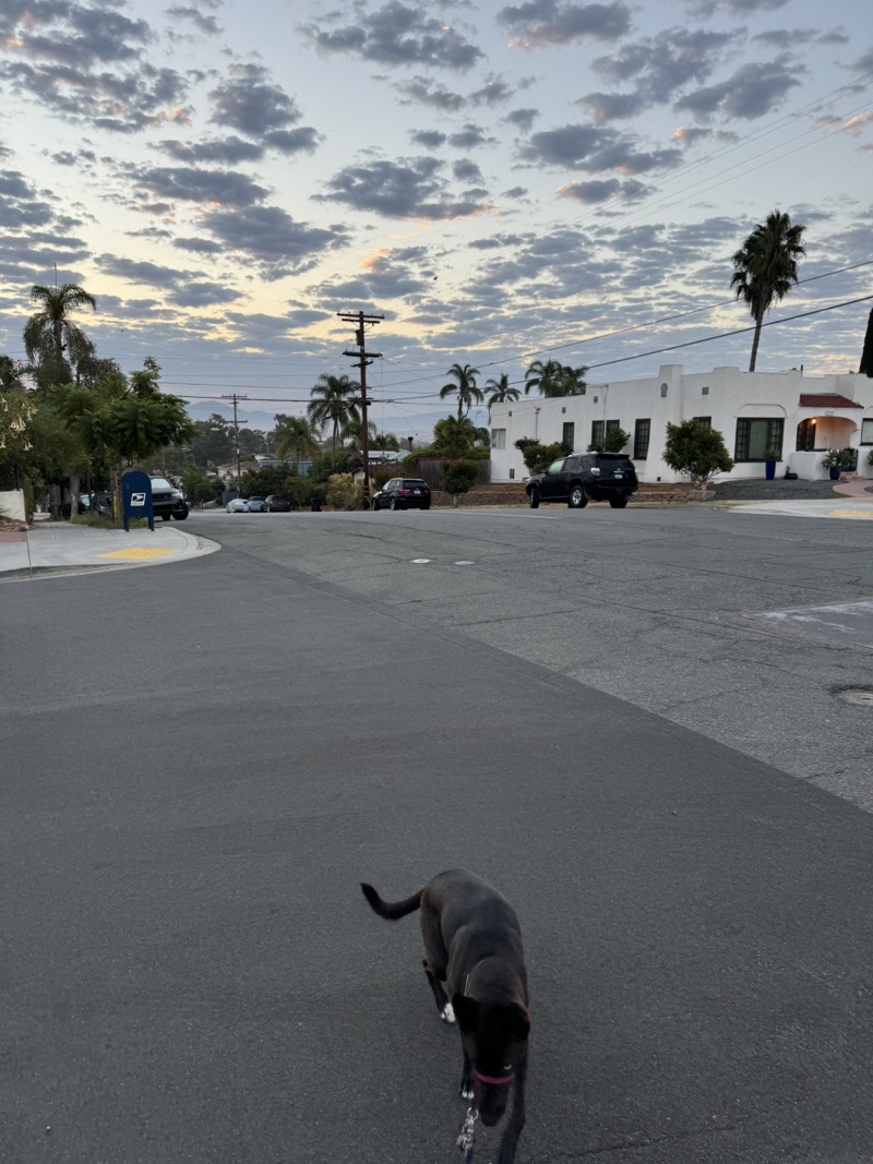 A picture of a black dog named Bowie sitting, taken on September 6 2024 at 6:30 am